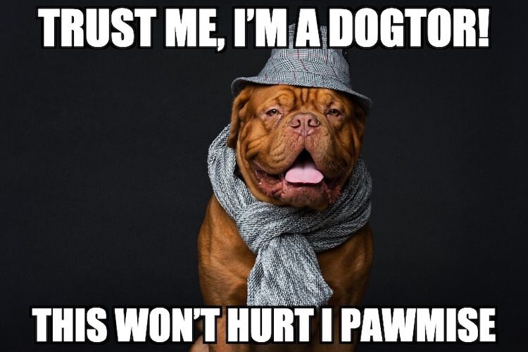 Doctor Dog Pun