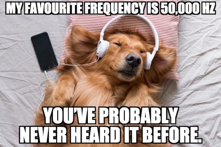 Dog Frequency Pun