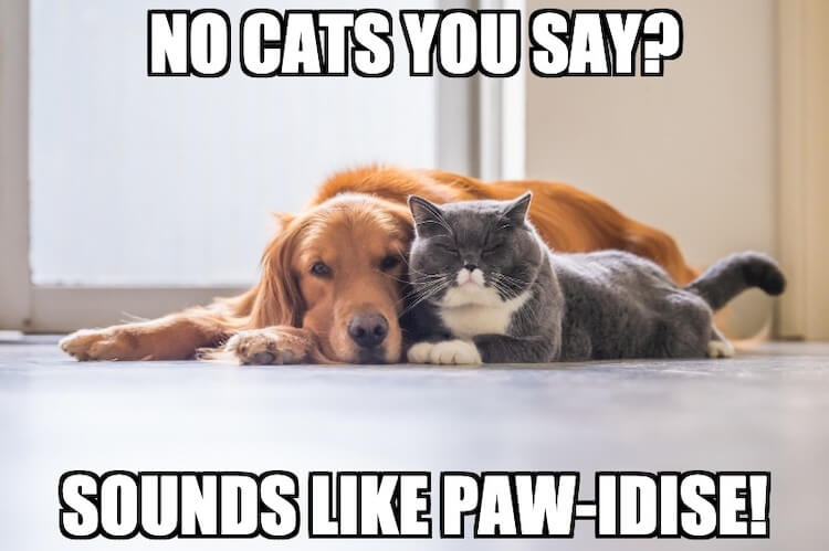 Dogs and Cats Pun