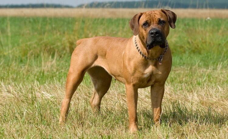 Boerboel Growth Chart