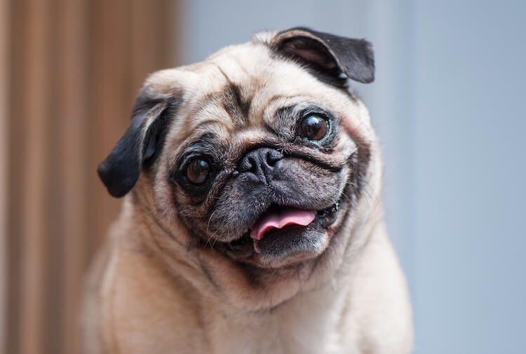 70-pug-names-pug-squisite-pug-tastic-and-pug-tiful-names-for-a-pug