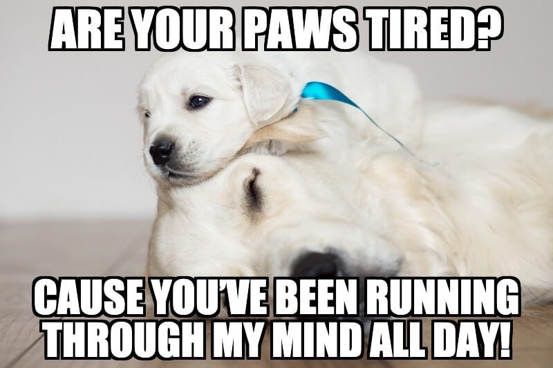 150+ Dog Memes: Wonder-Fur-l , A-Dork-Able and Paw-Sitively Howl Worthy | All Things Dogs 150+ Dog Memes: Wonder-Fur-l , A-Dork-Able and Paw-Sitively Howl Worthy | All Things Dogs
