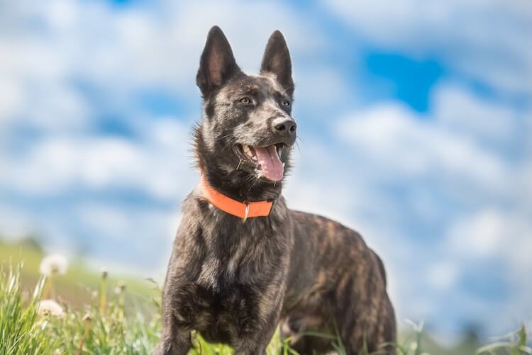 Blue German Shepherd The Complete Breed Profile All Things Dogs