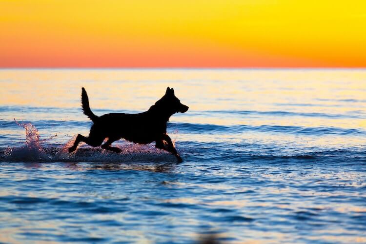 German Shepherd Swimming in the Ocean