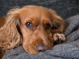 Golden Cocker Retriever Face