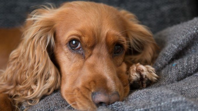 Golden Cocker Retriever Face