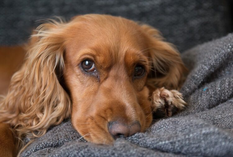 retriever cocker mix