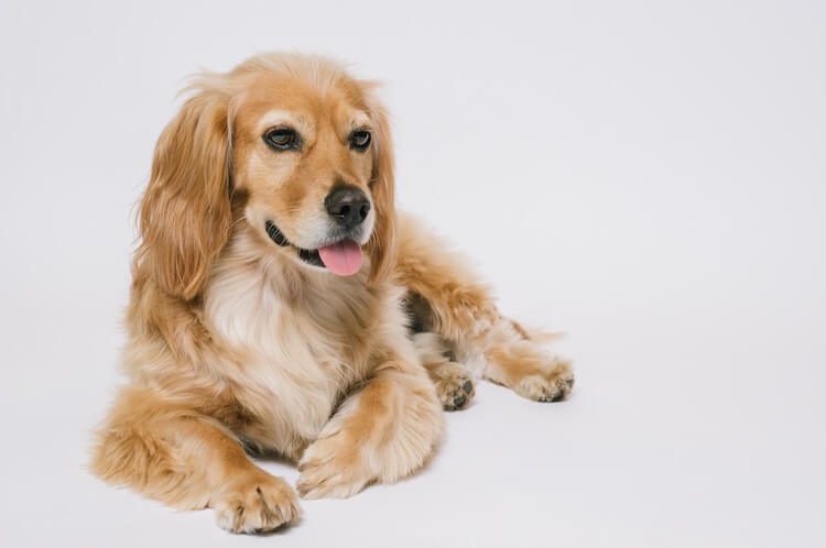 Golden Cocker Retriever Lying Down