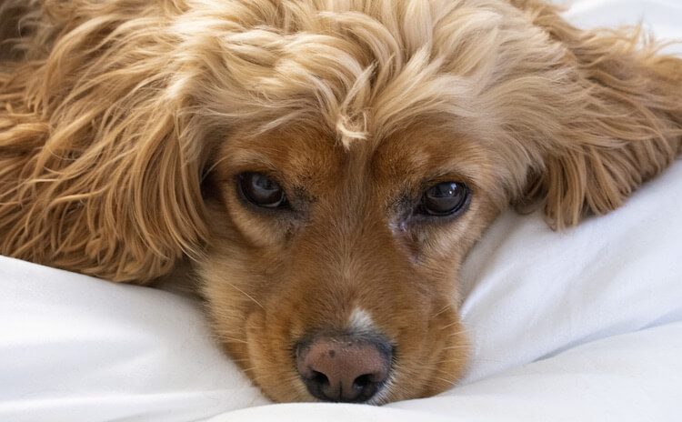 Golden Cocker Retriever Portrait