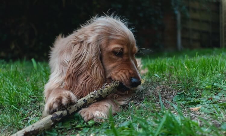 Golden Retriever Cocker Spaniel Mix Chewing