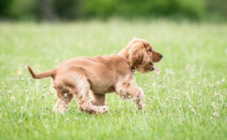 Golden Retriever Cocker Spaniel Mix