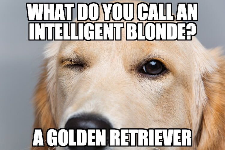 Golden Retriever Meme