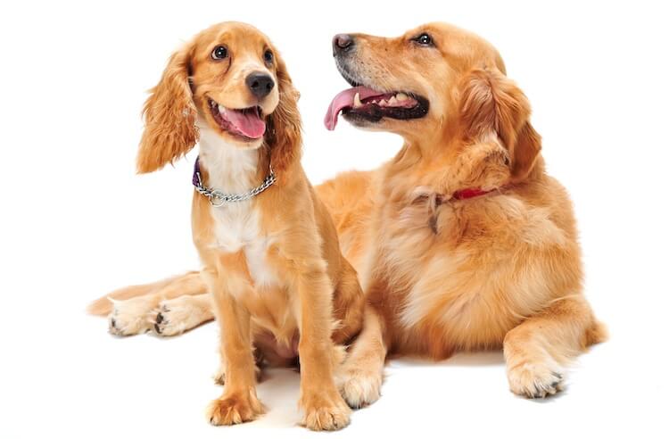 Golden Retriever and Cocker Spaniel Dogs