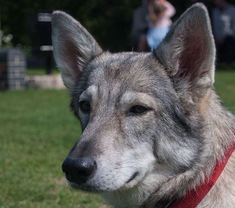 Head Portrait of Gray Tamaskan