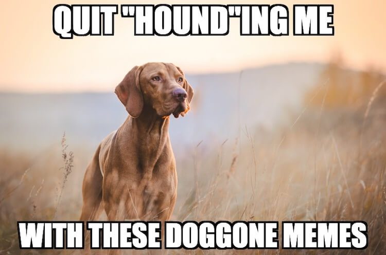 Hound Dog Meme