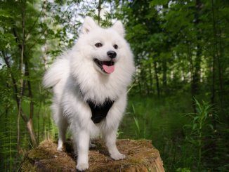 Japanese Spitz Feature