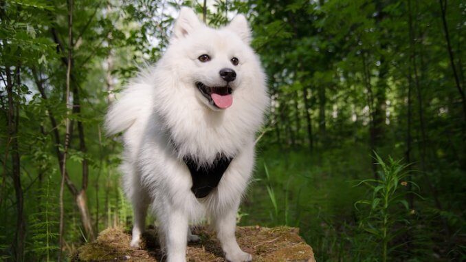 Japanese Spitz 14 Cute Interesting Facts About This Wonderful White Dog All Things Dogs All Things Dogs