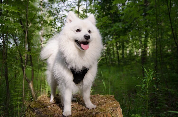 big fluffy japanese dog