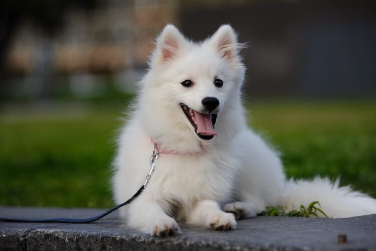 Japanese Spitz 14 Cute Interesting Facts About This Wonderful White Dog All Things Dogs