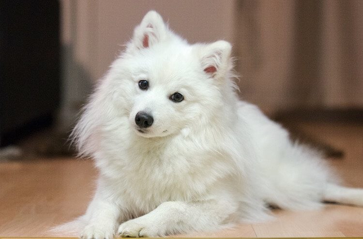 Japanese Spitz 14 Cute Interesting Facts About This Wonderful White Dog All Things Dogs All Things Dogs