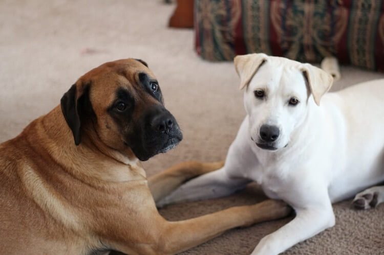 Lab Mastiff mix