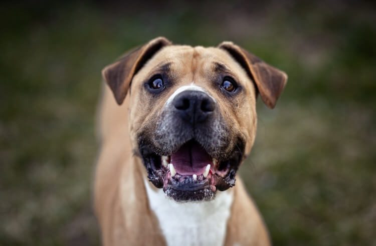 Lab Mix Dog