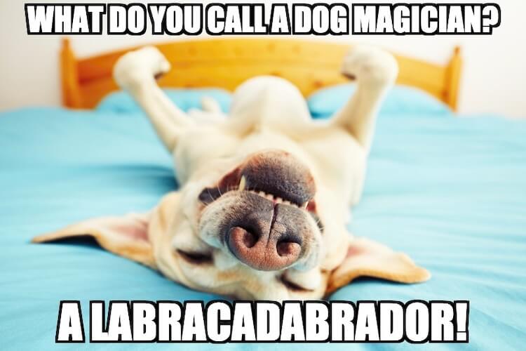 Labrador Dog Meme