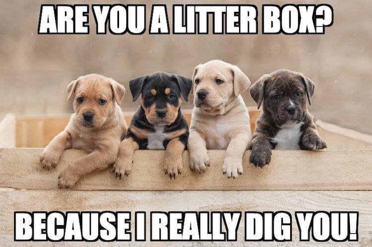 Litter Box Pun