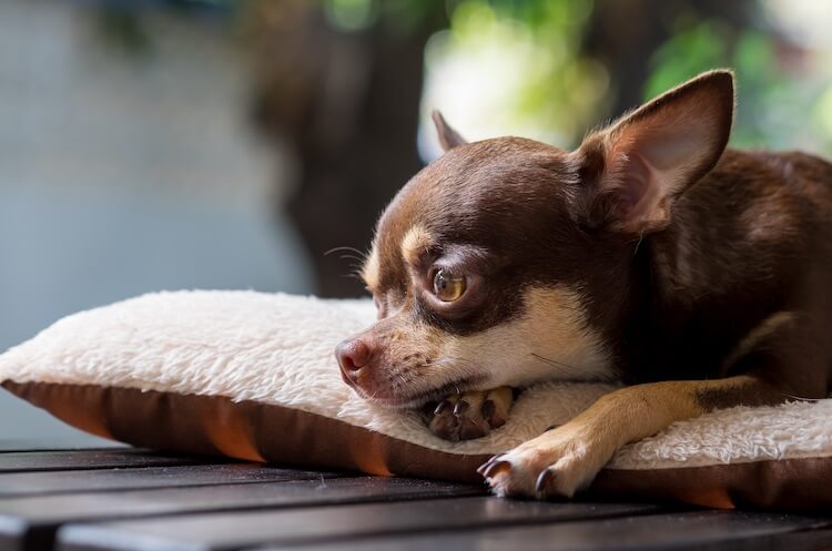 Male Chihuahua Names