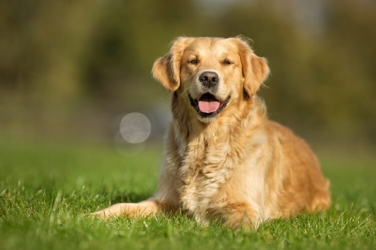 Male Golden Retriever Names