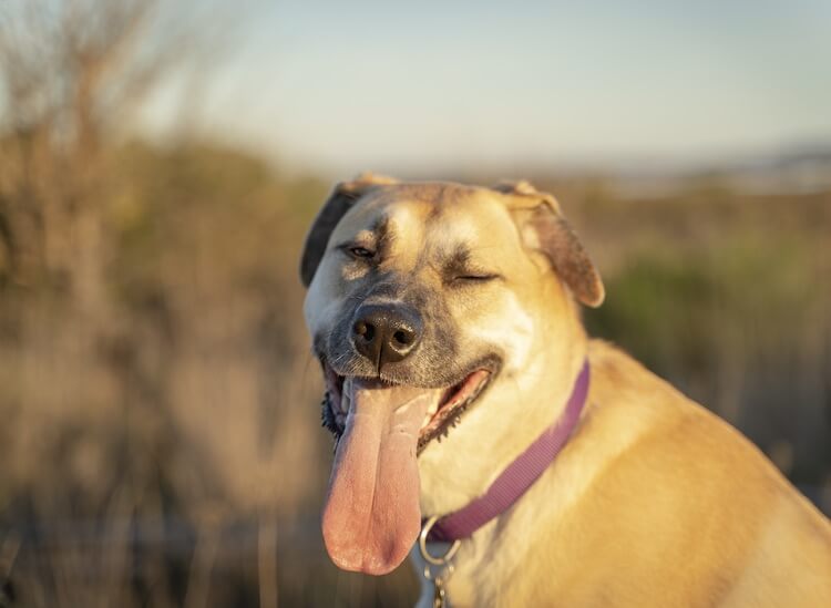 mastiff and black lab mix