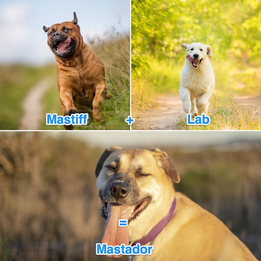 Mastador