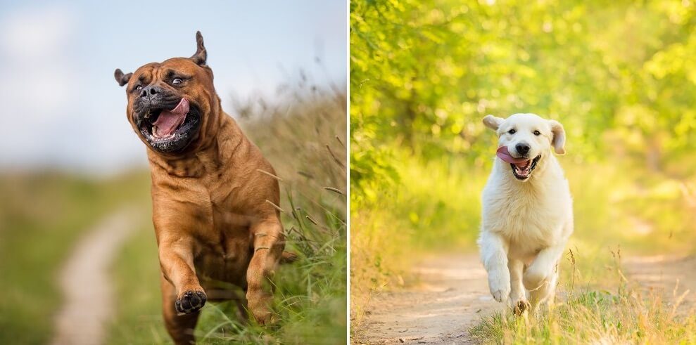 Mastiff Lab mix