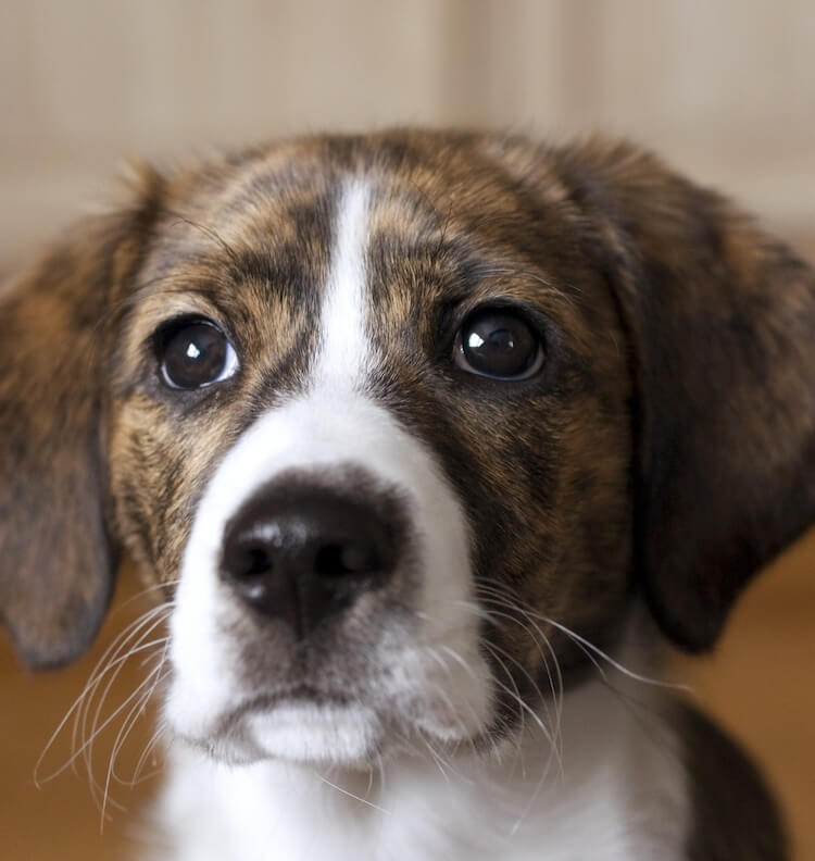 mountain cur and beagle mix