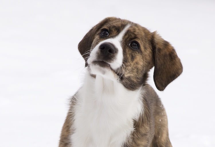 Mountain feist puppies for sale online