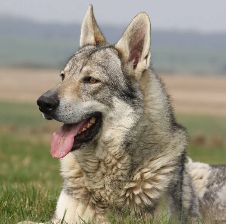 Native American Indian Dog Appearance