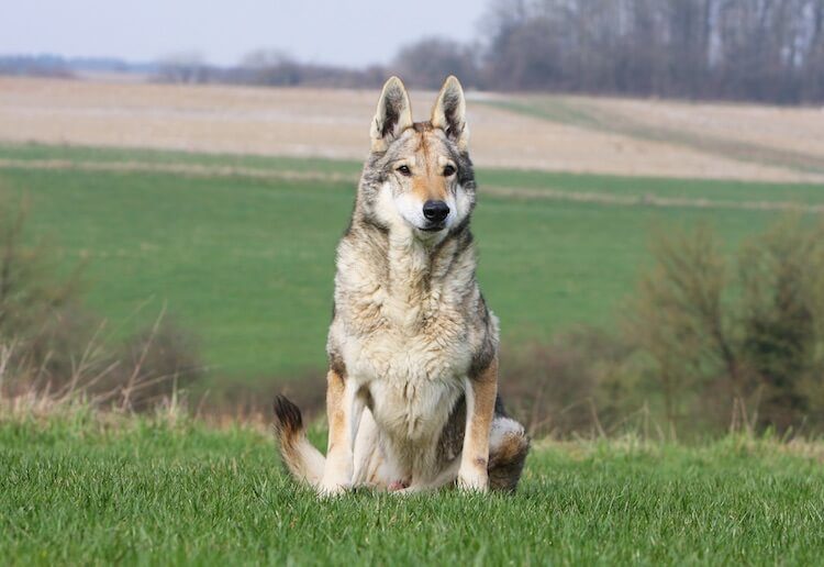 Native American Indian Dog Feature