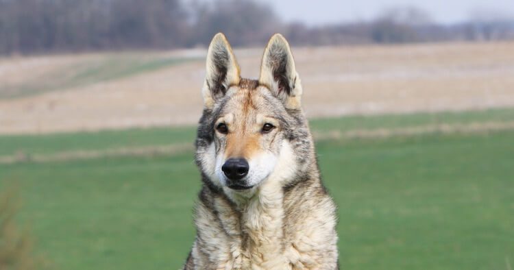 Native American Indian Dog Portrait