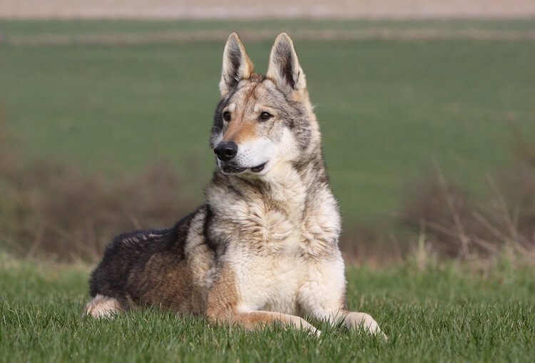 Native American Indian Dog Sitting