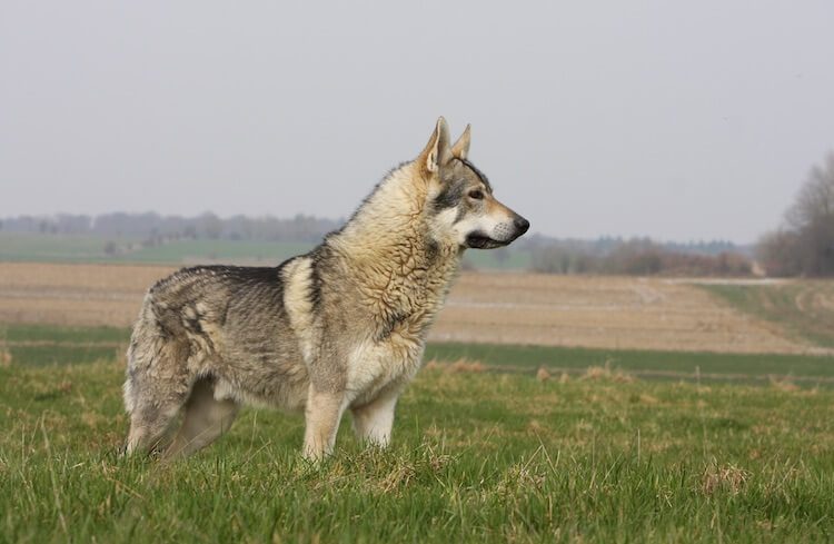 Native American Indian Dog Standing