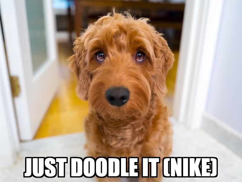 Nike and Dog Joke