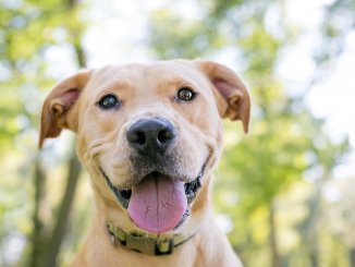 Pitbull Lab Mix What To Know Before Buying A Labrabull Cover