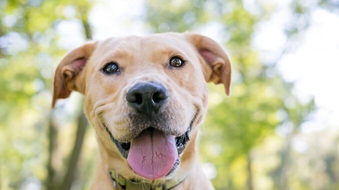 do labs and pitbulls get along