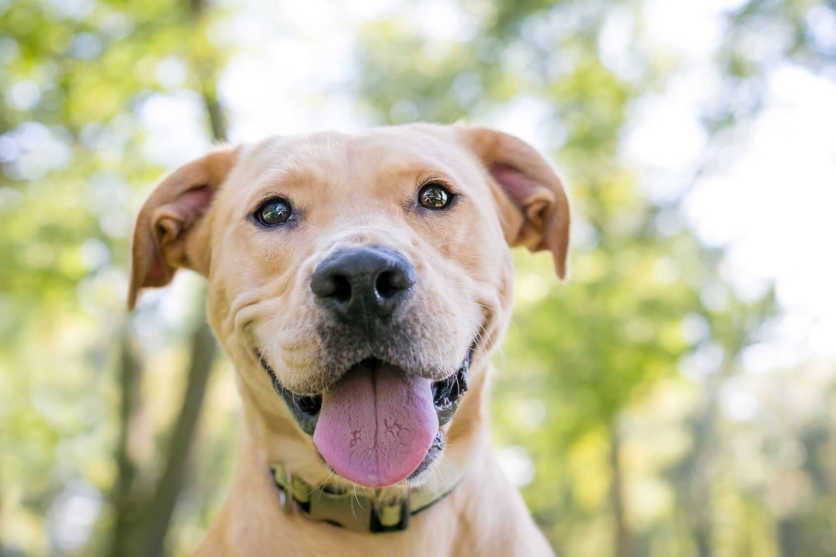 Labrador Retriever Pitbull Mix