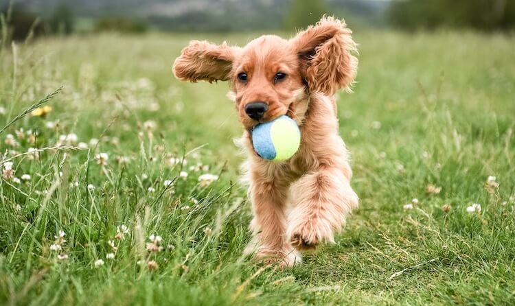 Playing With A Golden Cocker Retriever