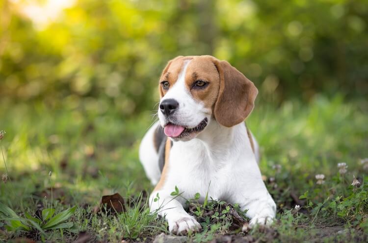 Pocket Beagle Dog