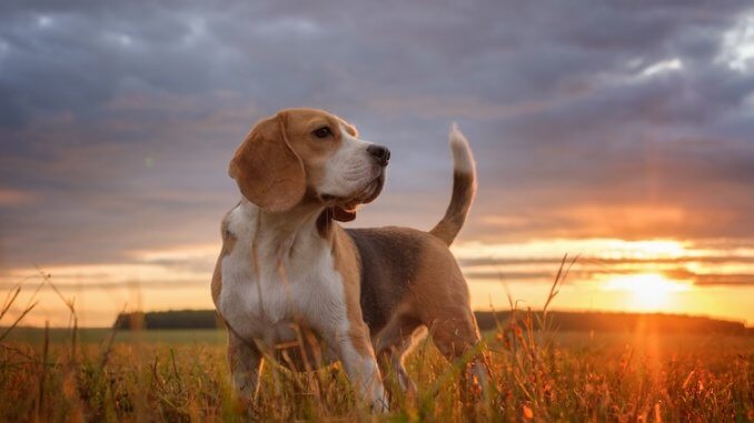 Pocket Beagle Feature