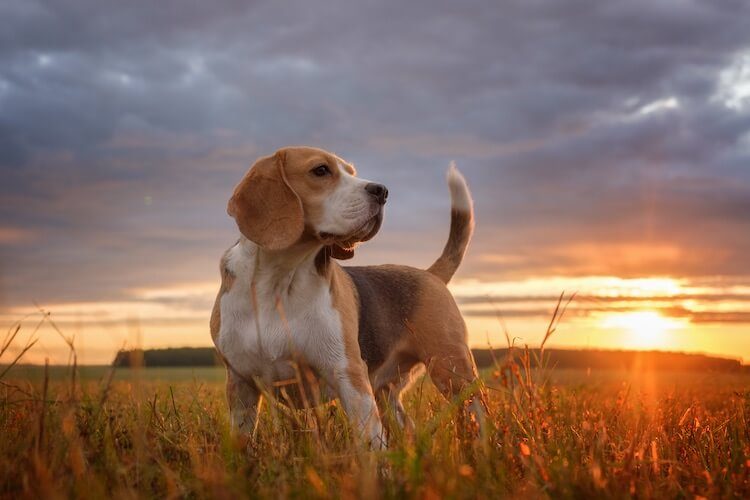 Pocket Beagle Feature