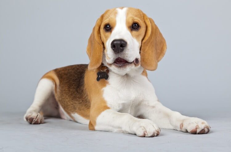 Everything You Need To Know About The Pocket Beagle – All ...