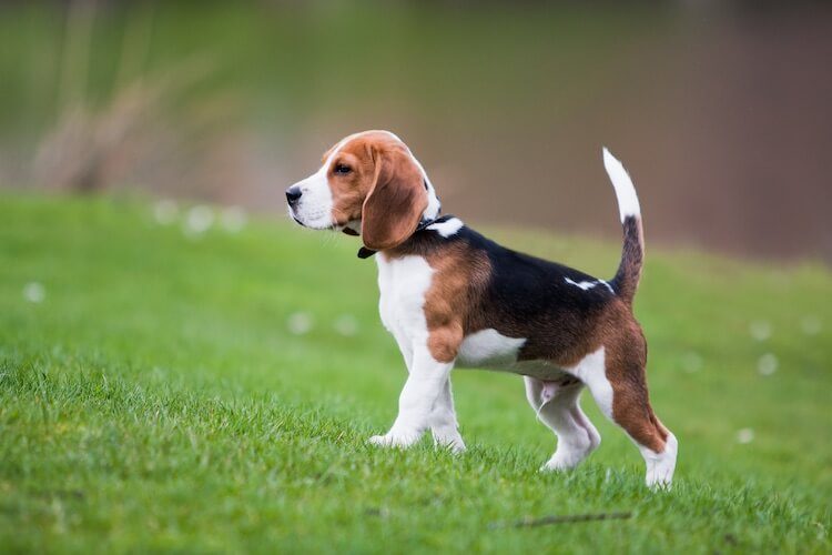 Pocket Beagle Standing